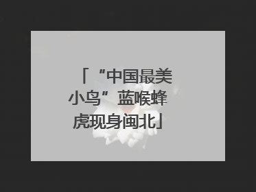 “中国最美小鸟”蓝喉蜂虎现身闽北