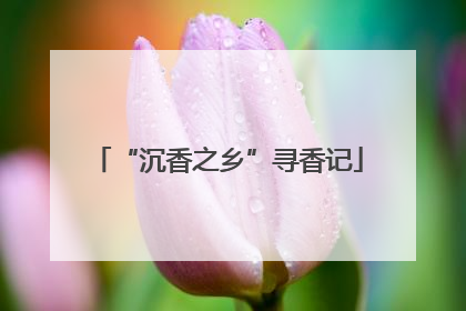 “沉香之乡”寻香记
