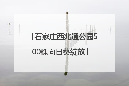 石家庄西兆通公园500株向日葵绽放