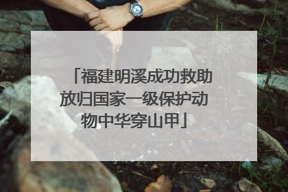 福建明溪成功救助放归国家一级保护动物中华穿山甲