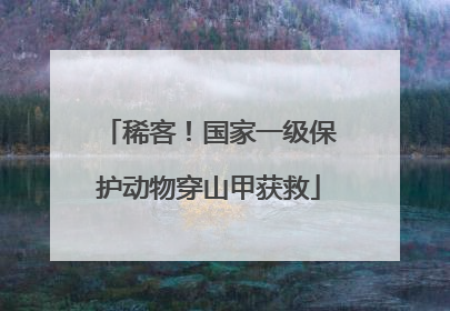 稀客！国家一级保护动物穿山甲获救