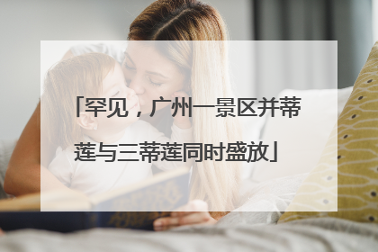 罕见，广州一景区并蒂莲与三蒂莲同时盛放