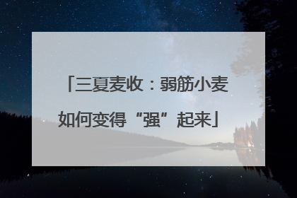 三夏麦收：弱筋小麦如何变得“强”起来