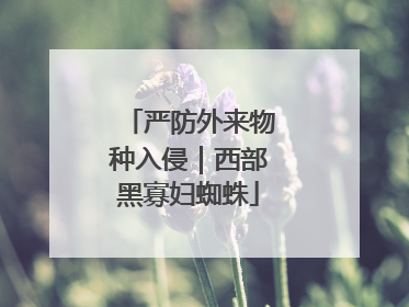 严防外来物种入侵｜西部黑寡妇蜘蛛