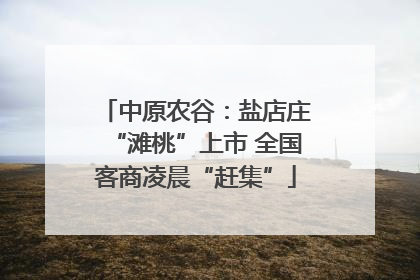 中原农谷：盐店庄“滩桃”上市 全国客商凌晨“赶集”