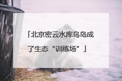 北京密云水库鸟岛成了生态“训练场”