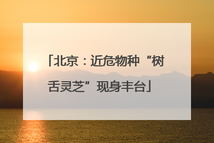 北京：近危物种“树舌灵芝”现身丰台