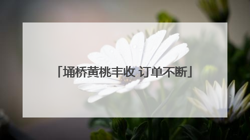 埇桥黄桃丰收 订单不断