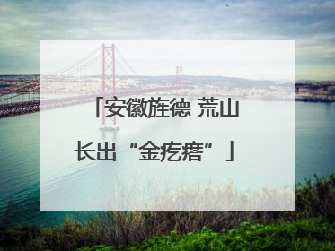 安徽旌德 荒山长出“金疙瘩”