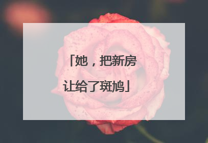 她，把新房让给了斑鸠