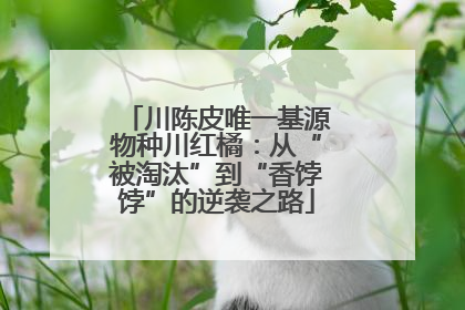 川陈皮唯一基源物种川红橘：从“被淘汰”到“香饽饽”的逆袭之路