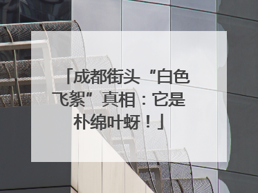 成都街头“白色飞絮”真相：它是朴绵叶蚜！