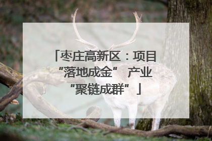 枣庄高新区：项目“落地成金” 产业“聚链成群”