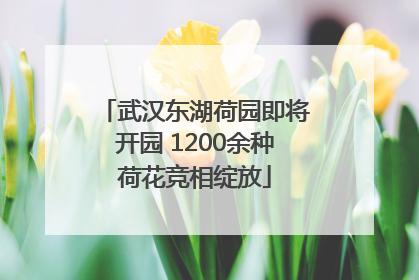 武汉东湖荷园即将开园 1200余种荷花竞相绽放