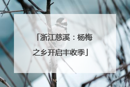 浙江慈溪：杨梅之乡开启丰收季