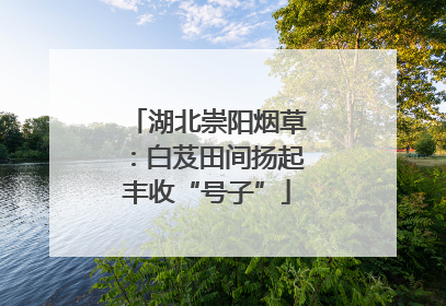 湖北崇阳烟草：白芨田间扬起丰收“号子”