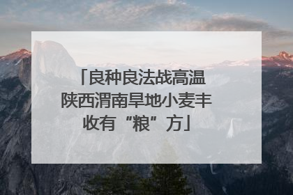 良种良法战高温 陕西渭南旱地小麦丰收有“粮”方
