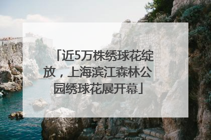 近5万株绣球花绽放，上海滨江森林公园绣球花展开幕