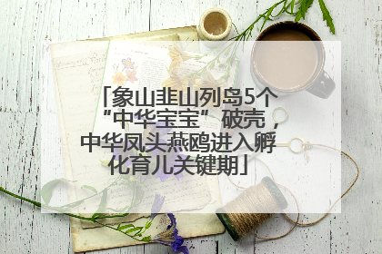 象山韭山列岛5个“中华宝宝”破壳，中华凤头燕鸥进入孵化育儿关键期