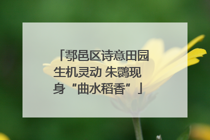鄠邑区诗意田园生机灵动 朱鹮现身“曲水稻香”