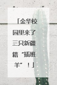 金华校园里来了三只新疆籍“插班羊”！