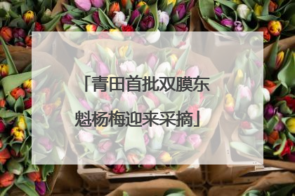 青田首批双膜东魁杨梅迎来采摘