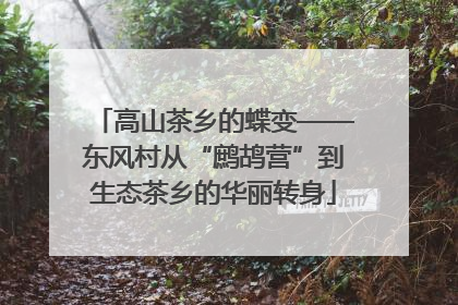 高山茶乡的蝶变——东风村从“鹧鸪营”到生态茶乡的华丽转身