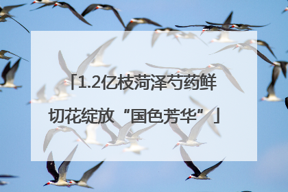 1.2亿枝菏泽芍药鲜切花绽放“国色芳华”